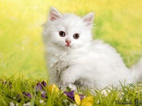 of Sparkling Diamant