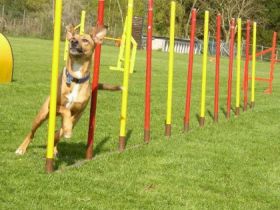 Hundeplatz der Lucky Dogs bei Trimport