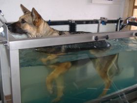 Physiotherapie f. Kleintiere Ingrid Heindl