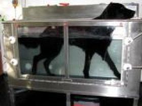 Hundephysiotherapie Ingolstadt