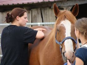 Osteopathie&Physiotherapie für Pferd und Hund Inga Klaer