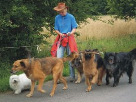 Dogwalker Zülpich
