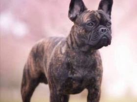 Rheinland-Pfalz Bullys