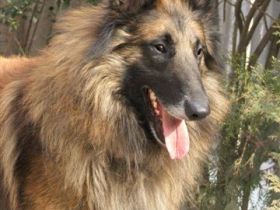 du Chateau de Montmirail