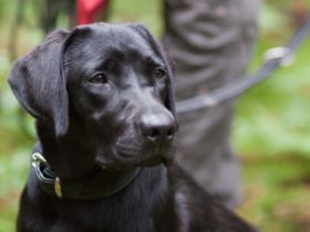 von der Friedenseiche