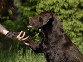 Hundeschule Teamwork