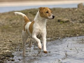 Hundezentrum Meschede
