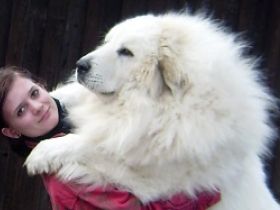 Estekot de la Torre de Justo,HD 0/0,PL 0/0,OCD 0/0