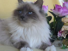 Von der Johannishöhe