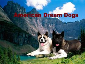 American Dream Dogs