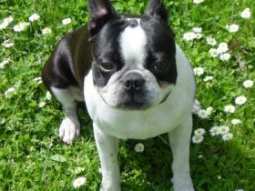 Hunde Resort Hannover