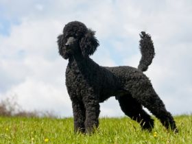 Enzo aus dem Bottenberger Wald