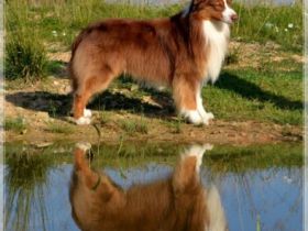 "Creeden"  * VDH-VCH A-CH RTCH CC Toffee's Creed of