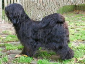 A Tsa Rya Lhun-po, rein Lamleh (Merlin)