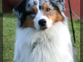 Thunderbays Going For Revenge