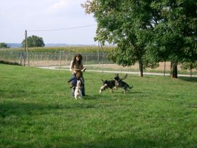 Hundeschule- pension Maier