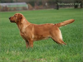 Chili Fox of Silence Silver Creek