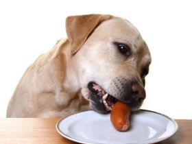 vth. HS Mein Partner Hund/Ormesheim