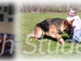 Hunderanch-studer  - Das Ferienparadies für Hunde