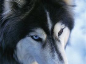 Hundeschule "Rheinauenwölfe"