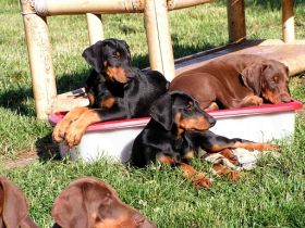 Brameler Pfoten e.V.