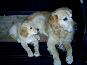 Thueringer Hundeschule