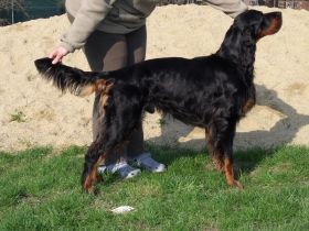 Basco Lovec z Gordonu