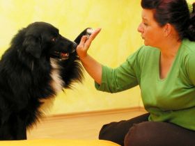 Hundephysiotherapie Pfötchen fit das Original