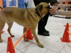 Tierphysiotherapie- und-schulungszentrum