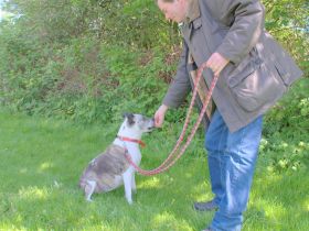 Hundebetreuung - Hundeerziehung