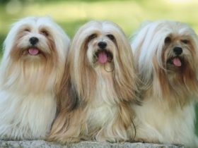 du chemin des trois joyaux