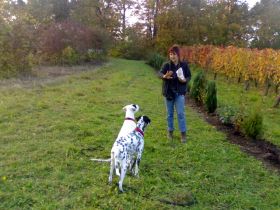 Hundeschule RIBA, die Hundeschule für den Menschen