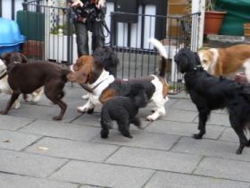 Das Rodenkirchener Hundeparadies Annes Hundeboutiq