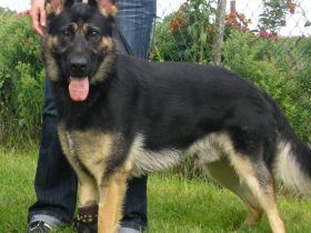 Sir Yuma of Bismarck