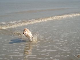 Hunde-Physiotherapie und Osteopathie  Bewegungsfreiheit