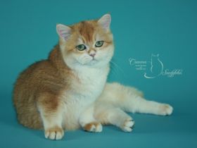 von den Crammer-Samtpfoten