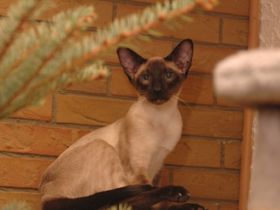 Coilis Buira Bosa Nova