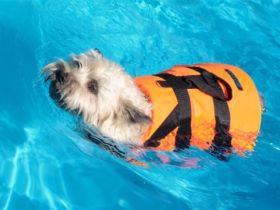 Pfötchenfit - Hundephysiotherapie für Berlin & Brandenburg