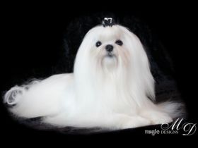 JCH. White Magic Pokerface