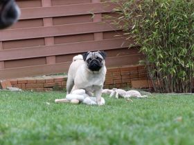 von den Lesser VIP`s