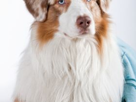 Sunnycreek`s No Ifs Ands Or Buts