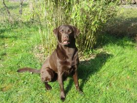 Obelix vom Rechenmacher