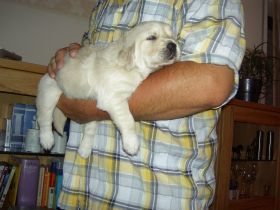 Tierheilpraxis Sandra Bender