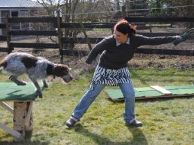 Hundeschule cool dogs