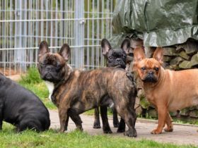 Maison de Ville libre