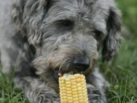 Natürlich Hund - Hundeschule in Graupa