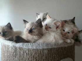 Freifrau & Freiherr von Streese