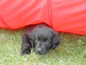 Hunde 1x1 in Datteln, Kreis Recklinghausen