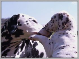 of the Smiling Spots