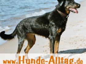 Hundeschule Hunde-Alltag